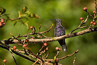 Switch港服开启新春游戏促销 《怪物猎人崛起：曙光》折后139元